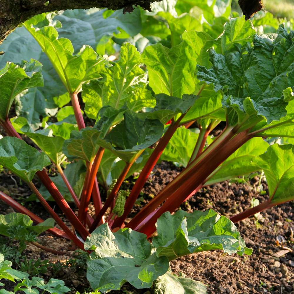 Rabarber 'Framboos rood'